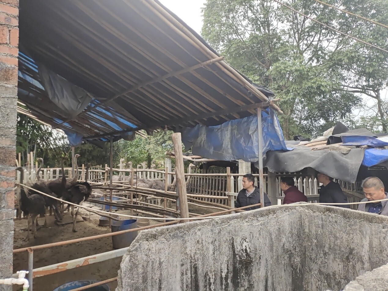 （潭水鎮產業驗收組在竹塘村橫屋自然村現場核對農戶養殖鴕鳥）