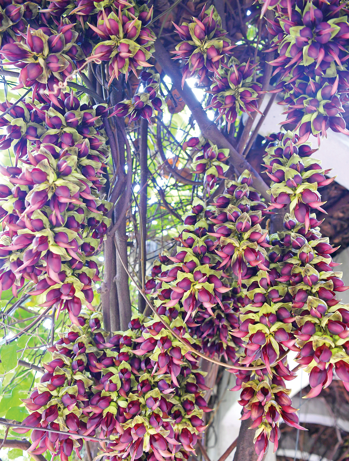 DSC_5532禾雀花.jpg